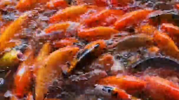 Molti Pesci Carpa Koi Colorati Arancio Affamati Stanno Nuotando Stagno — Video Stock