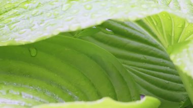 Ormanda güneşin aydınlattığı bir sürü genç yeşil yaprak. Yanlamasına hareket eden bebek ağır çekimde çekiliyor. Yana kayan dolly yüksek kalite 4K görüntü