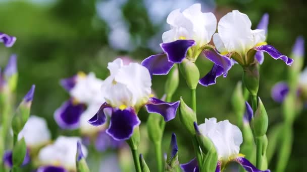 Bunch Beautiful Violet Iris Flowers Swaying Wind Garden Moving Sideways — Stock Video