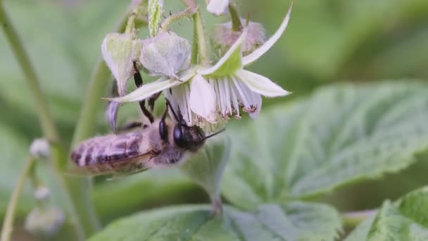 Super Macro Bee Green Young Raspberry Leaves Garden Bee Pollinating — Stock Video