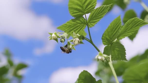 Close Van Groene Frambozenblaadjes Tuin Met Bijenbestuiving Blauwe Lucht Wolken — Stockvideo
