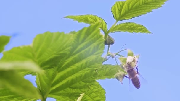 Bahçede Yeşil Ahududu Yaprakları Var Arı Tozlaşıyor Mavi Gökyüzü Arka — Stok video