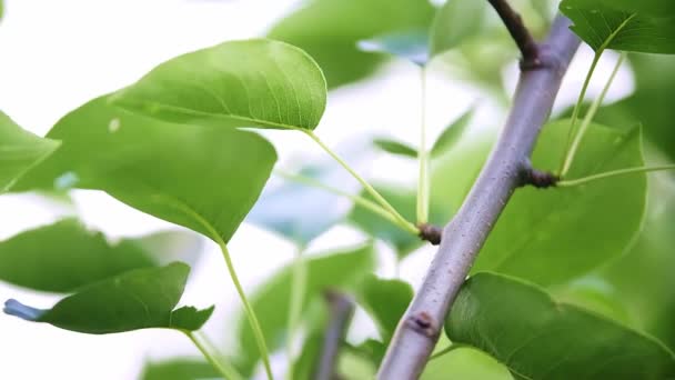 在夏日的阳光下 一丛丛梨叶被遮掩 梨树种植 春季翡翠叶背 侧向移动 高质量的4K镜头 — 图库视频影像