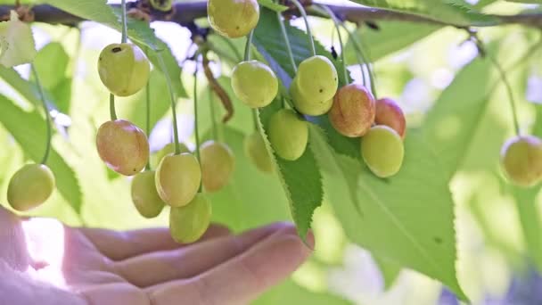 Caucasian Male Hand Touching Unripe Bird Cherry Berries Tree Green — Stock Video