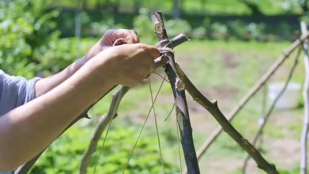 Una Agricultora Ata Palos Con Una Cuerda Delgada Trabajando Jardín — Vídeos de Stock