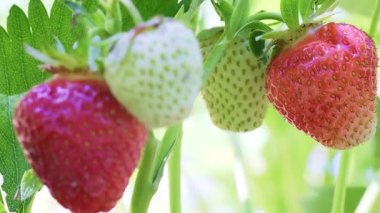 Dört kırmızı ve olgun çilek, güneşli bir günde bahçede büyürken bir çalılıkta sallanıyor. Yanlamasına hareket eden dolly yüksek kalite slayt 4k görüntü 