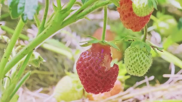 Red Damaged Strawberry Fruit Hanging Bush While Growing Garden Bright — Stock Video