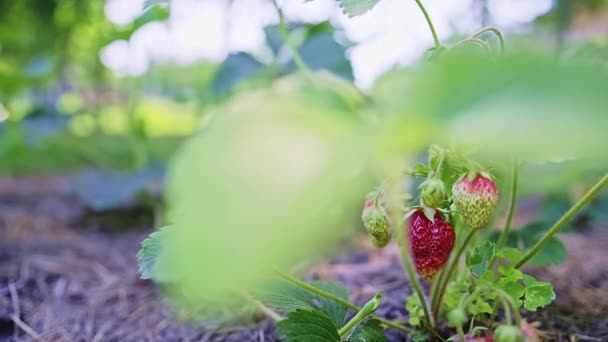 Κόκκινα Και Ώριμα Φρούτα Φράουλα Κρέμονται Ένα Θάμνο Ενώ Αυξάνεται — Αρχείο Βίντεο