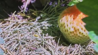 Olgunlaşmamış yeşil çilek meyvesi, açık güneşli bir günde bahçede büyürken kuru çimlerin üzerinde duruyor. Yanlamasına hareket eden dolly yüksek kalite slayt 4k görüntü 