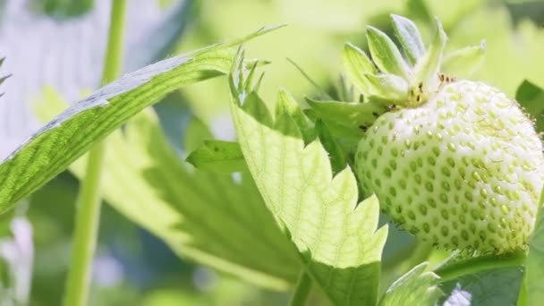 Άουρα Πράσινα Φρούτα Φράουλα Κρέμονται Ένα Πράσινο Θάμνο Ενώ Αυξάνεται — Αρχείο Βίντεο
