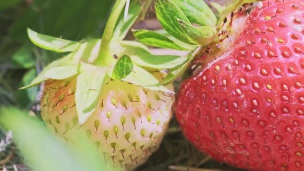 Red Ripe Strawberry Fruit Hanging Bush While Growing Garden Bright — Stock Video