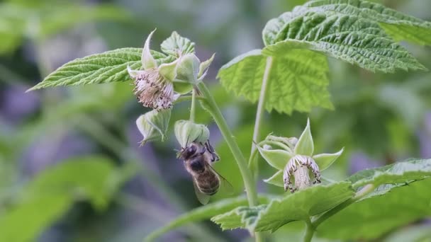 Macro Hojas Frambuesa Verde Joven Flor Jardín Con Una Abeja — Vídeo de stock