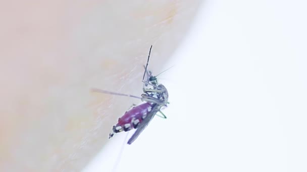 Aedes Aegypti Mosquito Mot Huden Steng Mygg Som Suger Menneskeblod – stockvideo
