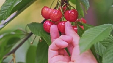 Beyaz bir erkek eli, yaz bahçesinde böğürtlenlerle dolu bir daldan olgun kırmızı kirazları topluyor. Tatlı organik böğürtlen hasadı. Yüksek kalite 4k görüntü