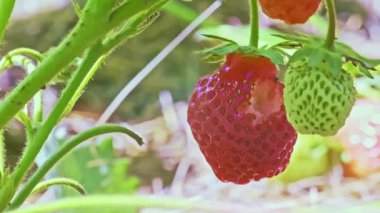 Parlak güneşli bir günde bahçede büyüyen ve rüzgarda sallanan kırmızı hasarlı çilek meyvesi. Yanlamasına hareket eden dolly yüksek kalite slayt 4k görüntü 