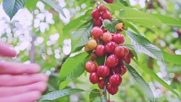 Kaukasische Männerhand Berührt Reife Wildvogelbeeren Auf Dem Zweig Rote Früchte — Stockvideo