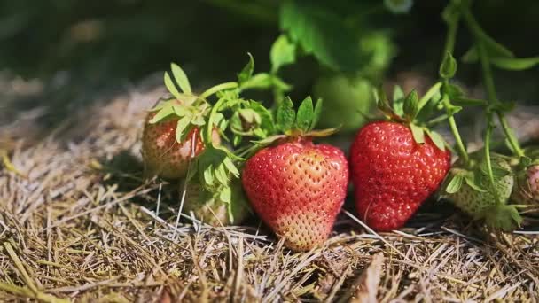 Red Ripe Strawberry Fruit Hanging Bush While Growing Garden Bright — Stock Video