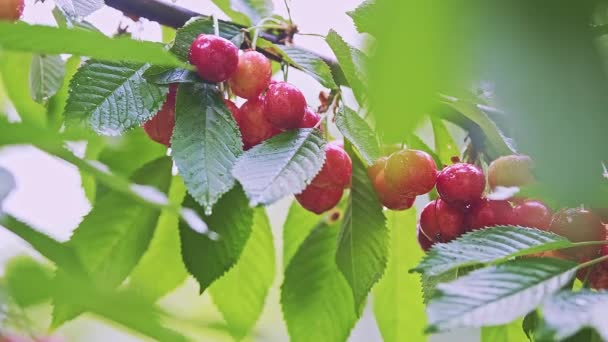 Kırmızı Olgun Yapraklı Kiraz Meyveleri Meyvelerin Ağırlığı Altında Bükülen Kümelerdeki — Stok video