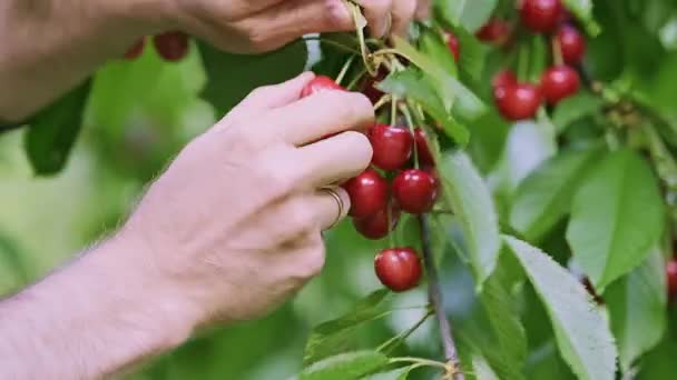 Kaukasische Männerhände Pflücken Einem Sommergarten Rote Reife Wildkirschen Vom Zweig — Stockvideo