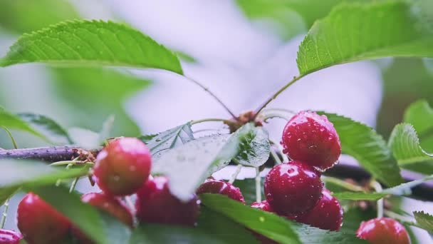 Meyvelerin Ağırlığı Altında Bükülen Kümelerdeki Bir Ağaç Dalında Kırmızı Olgun — Stok video