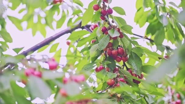 Birçok Kırmızı Olgun Yapraklı Kiraz Meyveleri Meyvelerin Ağırlığı Altında Bükülen — Stok video