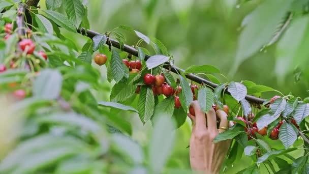 Kaukasische Frauenhände Pflücken Einem Sommergarten Rote Reife Wildkirschen Vom Zweig — Stockvideo