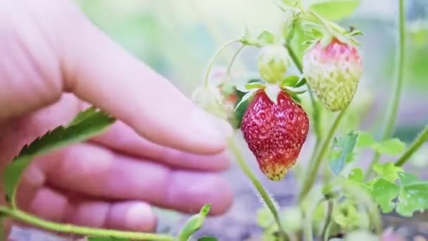 Caucasian Male Hands Picking Red Ripe Organic Strawberry Fruit Bush – Stock-video
