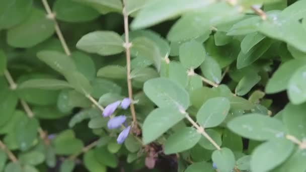 Frisches Rohes Blaues Geißblatt Auch Als Honigbeere Bekannt Wird Von — Stockvideo