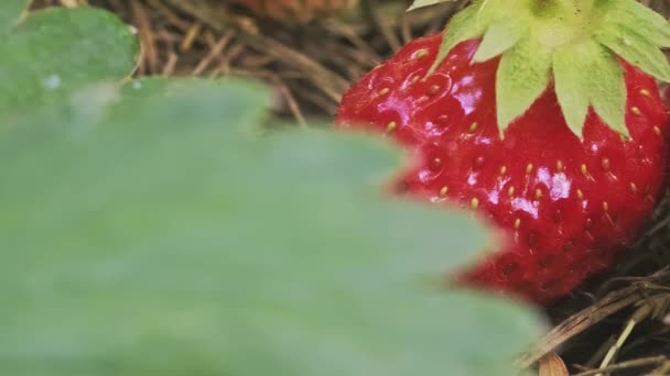 Macro Red Ripe Strawberry Fruit Bush While Still Growing Garden — Stock Video