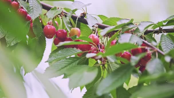 Wiele Czerwonych Dzikich Owoców Wiśni Liśćmi Gałęzi Drzewa Skupiskach Zginających — Wideo stockowe