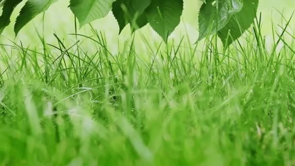 牧草地の夏の緑の草が密に生い茂り それに触れるままになります 新鮮な緑の草を閉じると 風の中で波打つ 新鮮さの概念 定常高品質マクロ4K映像 — ストック動画