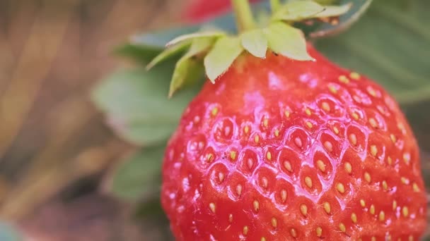 Σούπερ Μακροεντολή Από Κόκκινα Και Ώριμα Φρούτα Φράουλα Στο Θάμνο — Αρχείο Βίντεο