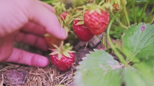 Αρσενικό Χέρι Κρατά Ένα Μάτσο Κόκκινα Και Πράσινα Φρούτα Φράουλα — Αρχείο Βίντεο