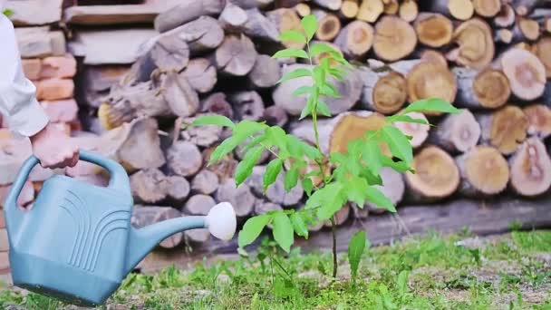 Riego Árboles Frutales Recién Plantados Jardín Con Troncos Apilados Fondo — Vídeo de stock