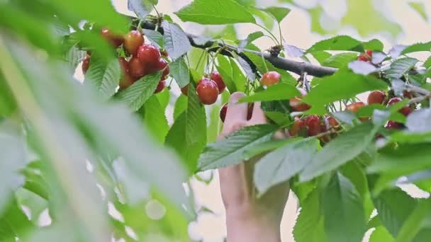 Großaufnahme Einer Kaukasischen Frau Die Einem Sommergarten Rote Reife Wildkirschen — Stockvideo