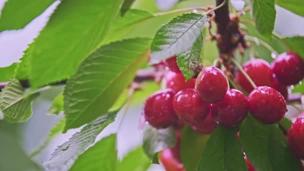 红色野樱桃果实的宏观 叶子丛生在树枝上 侧向移动的娃娃低角度高质量的幻灯片4K镜头 — 图库视频影像