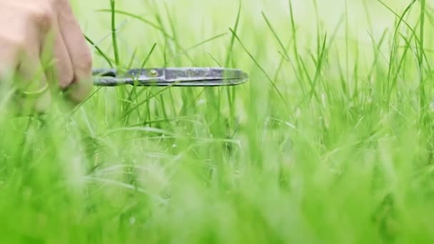 Hombre Caucásico Está Cortando Hierba Verde Verano Prado Densamente Cubierto — Vídeo de stock