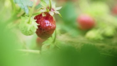 Parlak güneşli bir günde bahçede büyüyen ve rüzgarda sallanan kırmızı ve olgun çilek meyveleri. Sabit kaliteli slayt 4K görüntü 