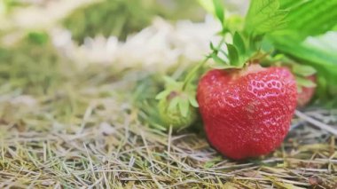 Beyaz erkek elleri, parlak güneşli bir bahçede büyürken çalılıktan kırmızı ve olgun organik çilek meyveleri topluyor. Yanlamasına hareket eden dolly yüksek kalite slayt 4k görüntü 