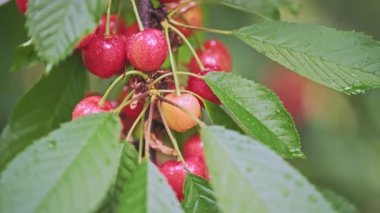 Yağmurdan sonra ağaç dalında yaprakları olan ve rüzgarda yüzen kırmızı kiraz meyveleri. Yükselen dolly yüksek kalite slayt 4k görüntü taşınıyor. 
