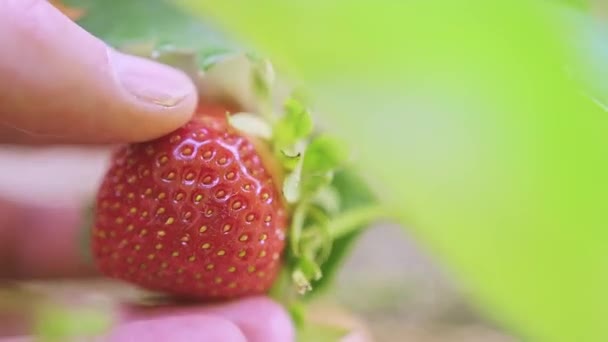 Caucasian Male Hand Holding Red Ripe Strawberry Fruit Bush While — Stock Video