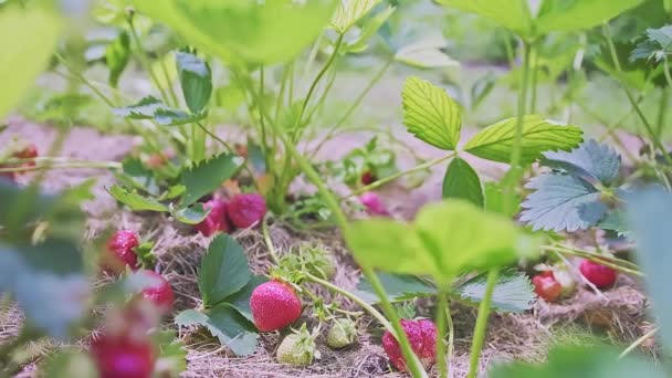 Πολλά Κόκκινα Και Ώριμα Φρούτα Φράουλας Κρέμονται Ένα Θάμνο Ενώ — Αρχείο Βίντεο
