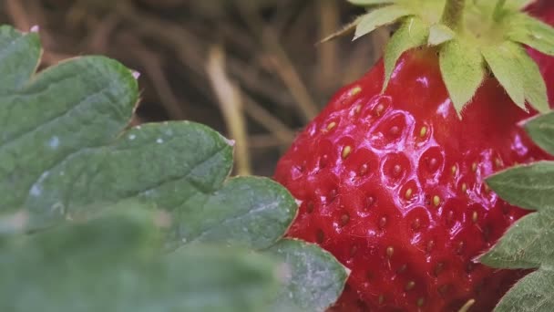 Super Macro Red Ripe Strawberry Fruit Bush While Still Growing — Stock Video