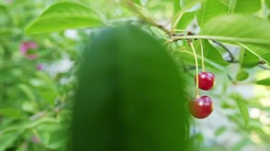 Yakın plan kırmızı ve olgun kiraz meyveleri bir küme içinde ağaç dalında yetişiyor. Yapraktan çekilen görüntüler. Geniş açı yana hareket ediyor Dolly yüksek kalite slayt 4K görüntü
