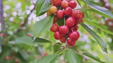 Kümelenmiş bir ağaç dalında yaprakları olan kırmızı kiraz meyveleri. Yanlamasına hareket ettirilen düşük açılı, yüksek kalite slayt 4K görüntü. 