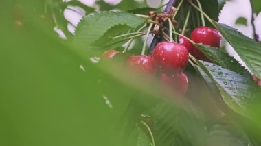 Yapraklı kırmızı ve olgun kiraz meyvelerinin makroları yaprakların arkasından yavaşça ortaya çıkan ağaç dallarında yetişiyor. Yanlamasına hareket eden dolly yüksek kalite slayt 4k görüntü. 
