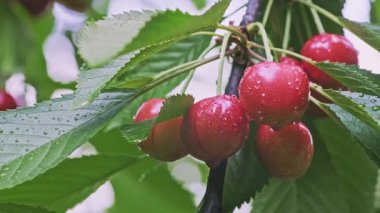 Meyvelerin ağırlığı altında bükülen kümelerdeki bir ağaç dalında kırmızı ve olgun kiraz yapraklı bir makro yetişiyor. Düşük açı yana hareket ediyor Dolly yüksek kalite slayt 4K görüntü. 