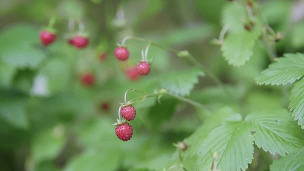 Close Red Ripe Wild Red Strawberry Berries Hanging Bush Forest — Vídeos de Stock