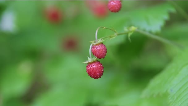 Macro Close Red Ripe Wild Red Strawberry Berries Hanging Bush — Vídeos de Stock