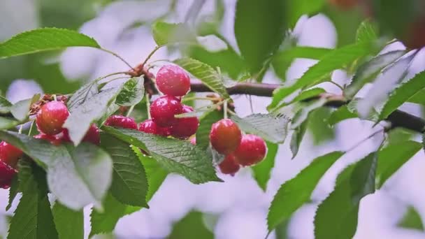 Close Many Red Ripe Wild Cherry Fruits Leaves Tree Branch — Vídeos de Stock